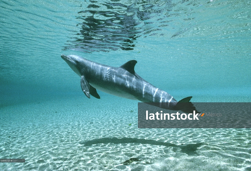 Retrato submarino tonina Delfín (Tursiops truncatus), Hyatt Waikoloa, Hawaii