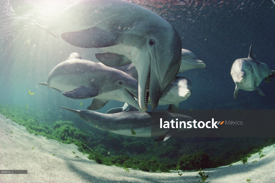 Delfín mular (Tursiops truncatus) grupo animal submarino, cautivo, Hawaii