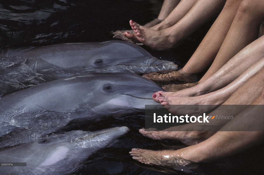 Delfín mular (Tursiops truncatus) grupo cosquillas pies de turistas en el programa de Dolphin Quest,