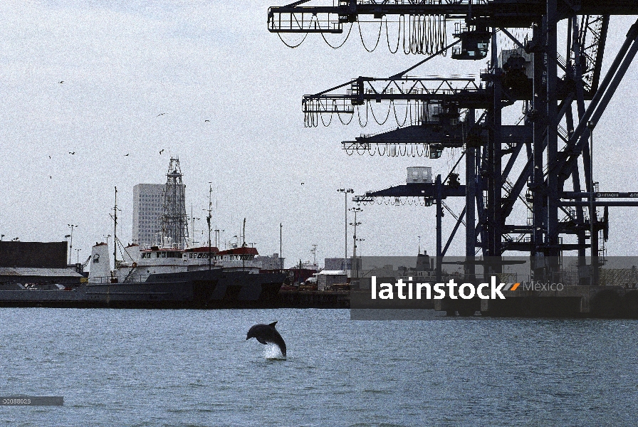 Delfín mular (Tursiops truncatus) nadando en la bahía de Galveston, Texas pesadamente contaminado