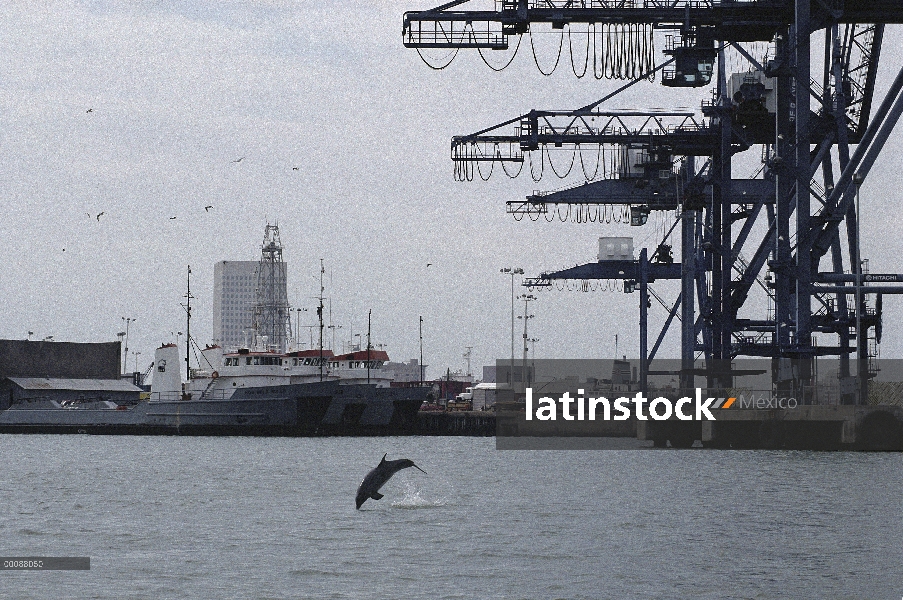 Delfín mular (Tursiops truncatus) saltando en contaminación, industrial, Puerto de alto tráfico de l