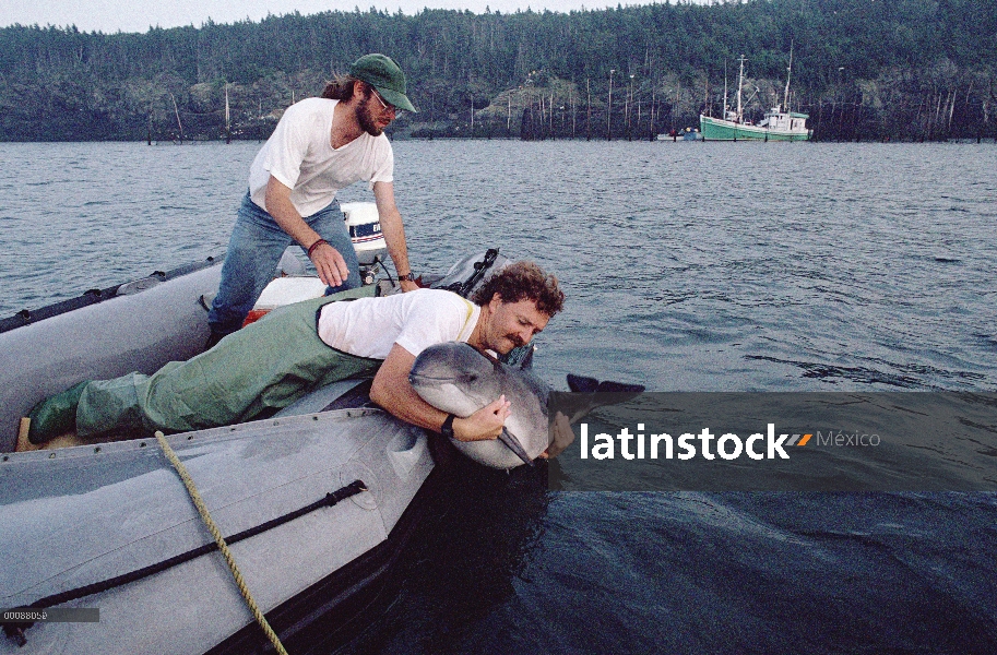 Marsopa común (Phocoena phocoena) publicado por el investigador Andrew Read que había quedado atrapa