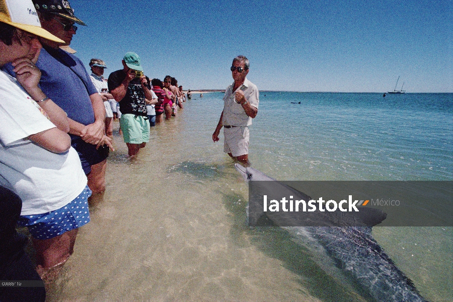 Grupo de delfines (Tursiops truncatus) mular interactuando con turistas, Monkey Mia, Australia