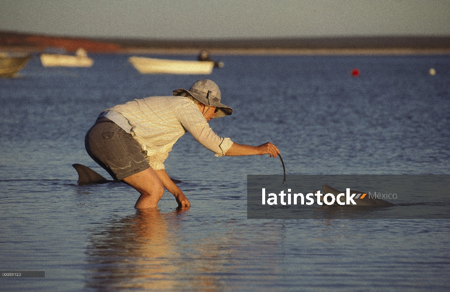 Delfín mular (Tursiops truncatus) alimenta por turista, Monkey Mia, Australia