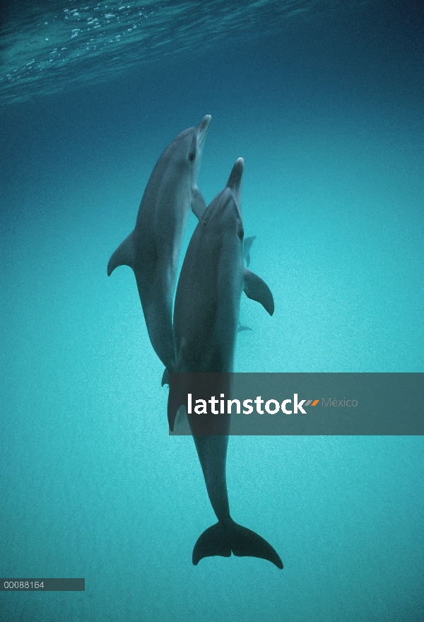 Par submarino delfín manchado Atlántico (frontalis de Stenella), Bahamas