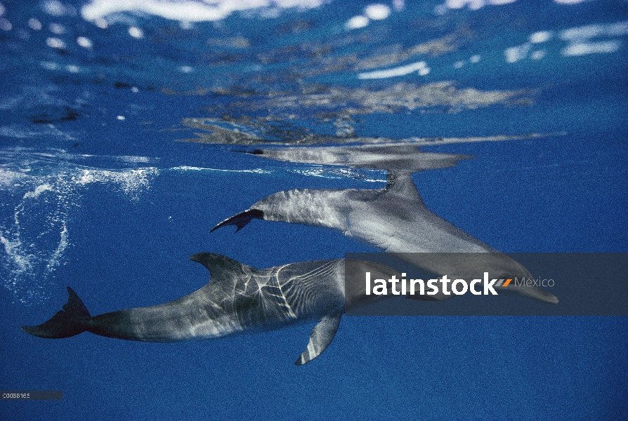 Par de delfín manchado Atlántico (frontalis de Stenella), Bahamas