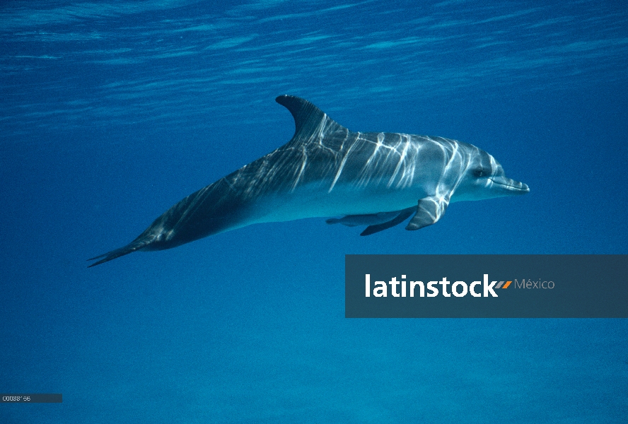 Retrato submarino delfín manchado Atlántico (frontalis de Stenella) con remora atado vientre, Bahama