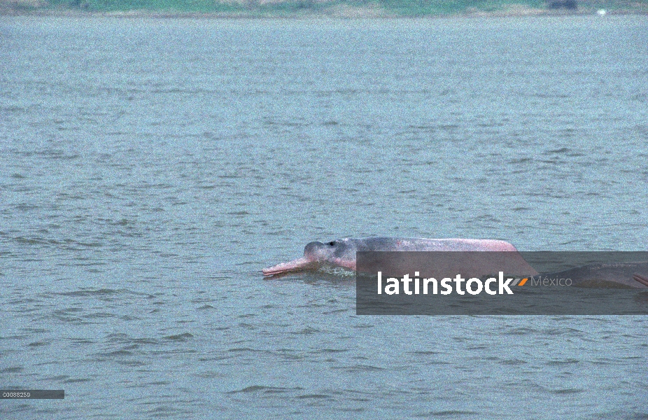 Delfín de Río Amazonas (Inia geoffrensis), Manus, Brasil