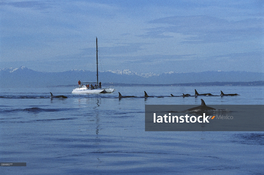 Orca (Orcinus orca) superficie pod cerca de velero, Alaska