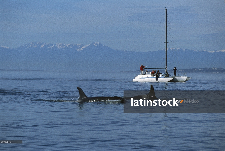 Orca (Orcinus orca) superficie par cerca de velero, Alaska