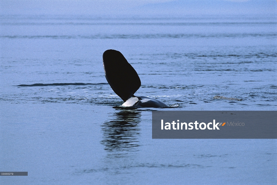 Orca (Orcinus orca) en agua con aleta expuesto, Alaska