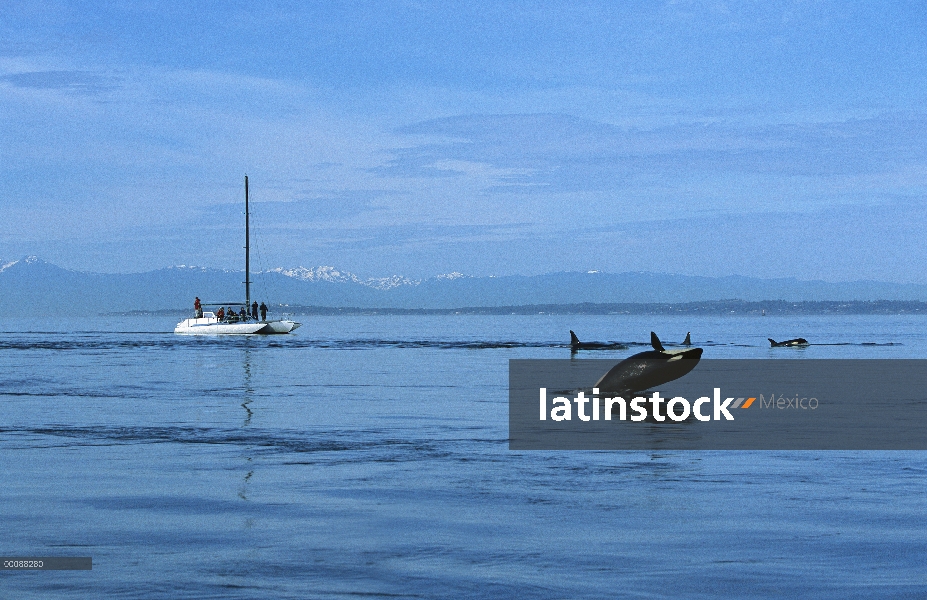 Orca (Orcinus orca) superficie pod cerca de velero con un incumplimiento, Alaska