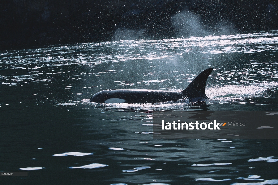 Orca (Orcinus orca) superficie, Alaska