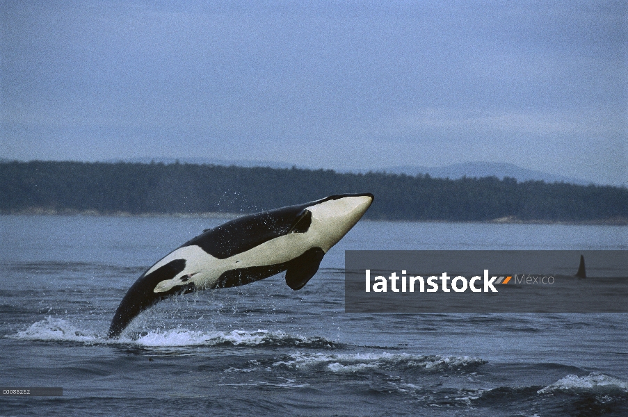 Orca (Orcinus orca) violar, Alaska