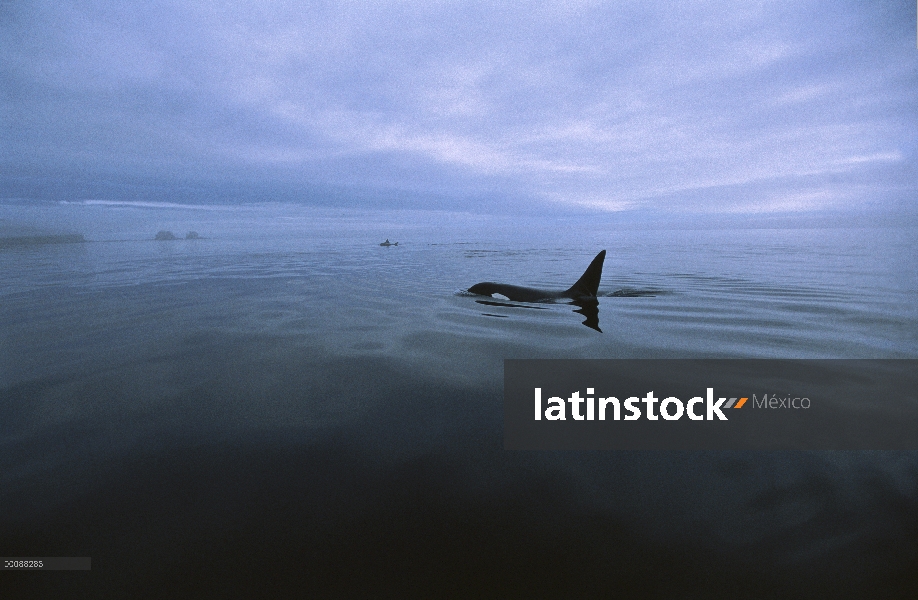 Orca (Orcinus orca) superficie en aguas tranquilas, Alaska