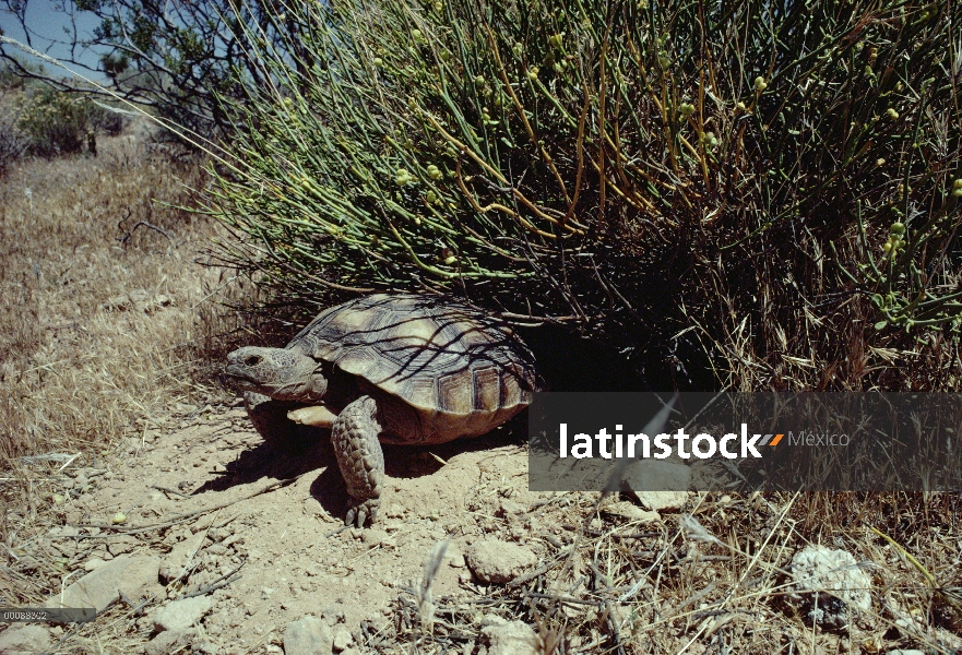 Desierto de tortuga (Gopherus agassizii) salen de la madriguera debajo de Mohave Desertrue (Thamnosm