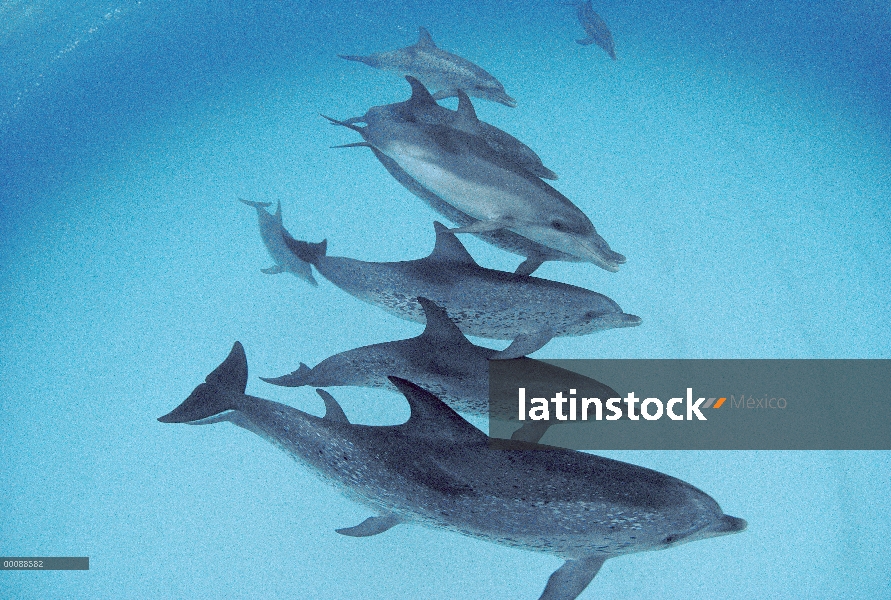 Delfín mular (Tursiops truncatus) nadando con vaina de delfines de manchado del Atlántico (Stenella 