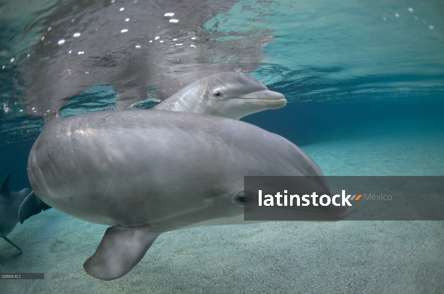 Animal cautivo de mulares Delfín (Tursiops truncatus), Hyatt Waikoloa, Hawai