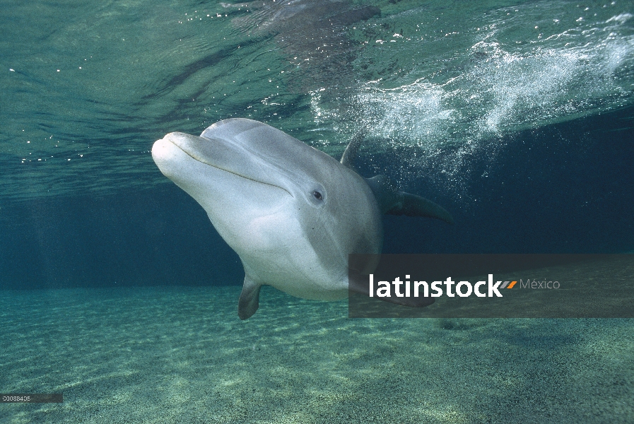 Animal cautivo de mulares Delfín (Tursiops truncatus), Hyatt Waikoloa, Hawai