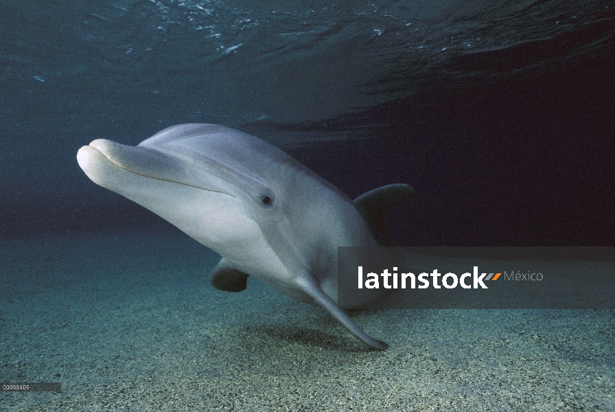 Animal cautivo de mulares Delfín (Tursiops truncatus), Hyatt Waikoloa, Hawai