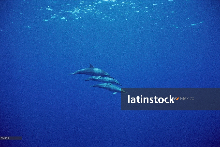 Trio delfines (Stenella longirostris) Spinner natación, Brasil