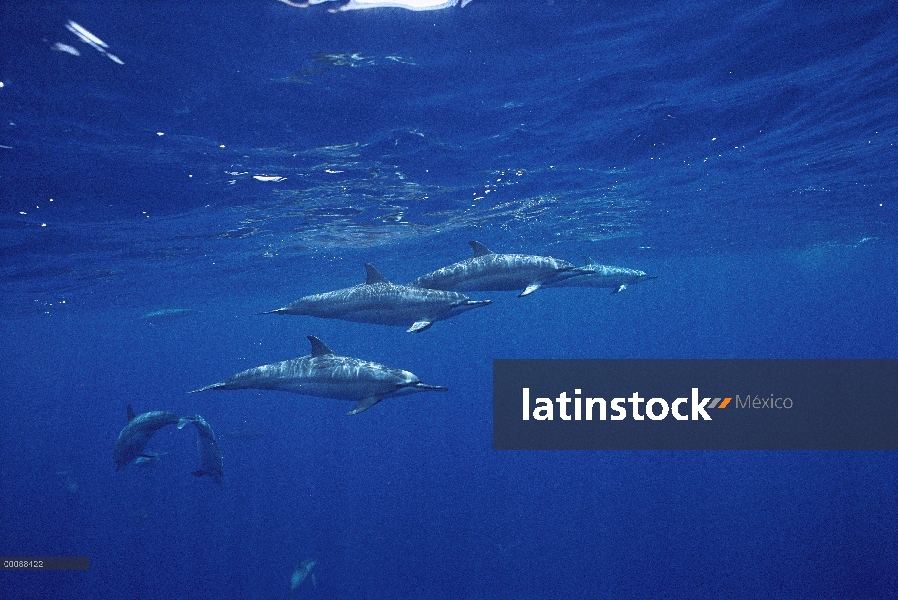 Vaina de delfines (Stenella longirostris) de Spinner natación, Brasil