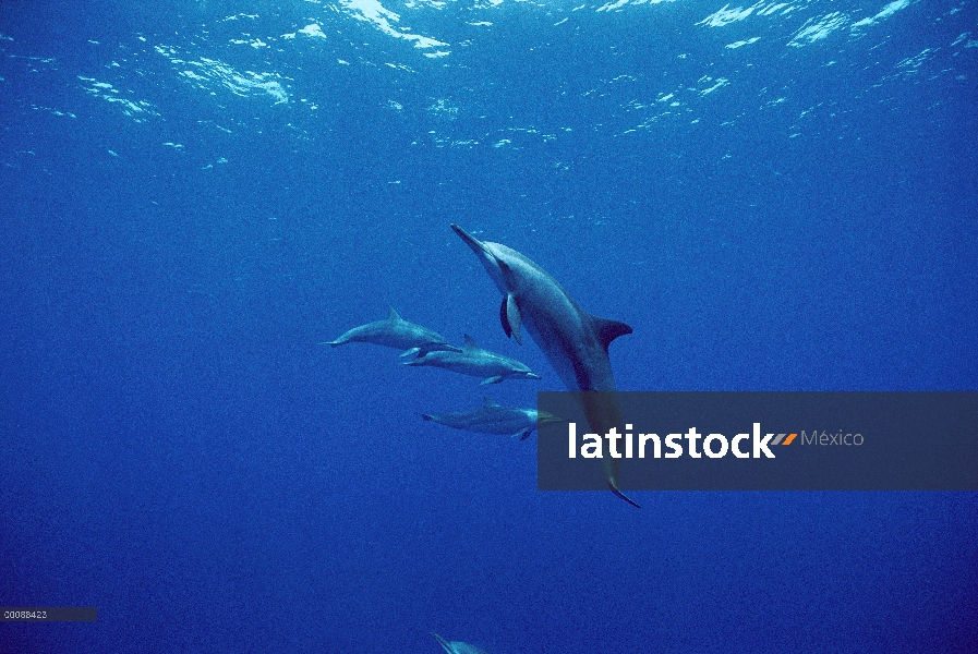 Grupo de delfines (Stenella longirostris) Spinner nadando cerca de la superficie del océano, Brasil