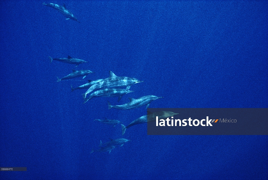 Grupo social de Spinner delfines (Stenella longirostris), Brasil