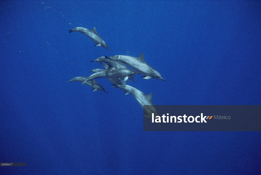 Grupo de delfines (Stenella longirostris) de Spinner natación, Brasil
