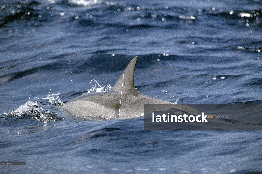 Delfín del hilandero (Stenella longirostris) con el corte de la línea blanca de plástico en su aleta