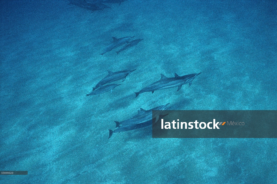 Vaina de delfines (Stenella longirostris) Spinner nadando bajo el agua, Hawaii