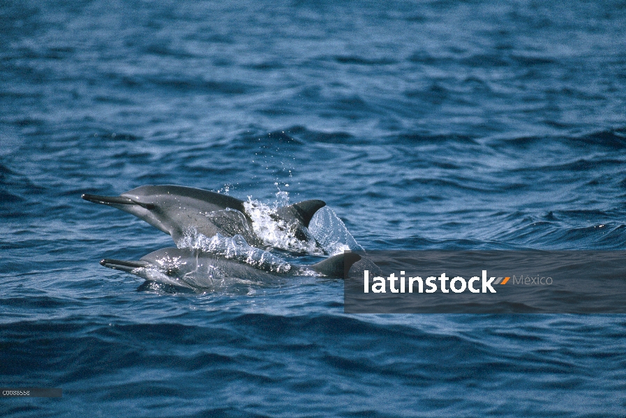 Par de delfines (Stenella longirostris) Spinner surfacing, Hawaii