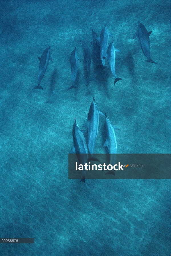 Vaina de delfines (Stenella longirostris) Spinner nadando bajo el agua, Hawaii