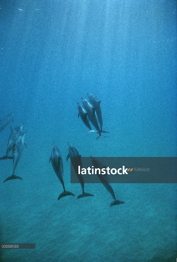 Vaina de delfines (Stenella longirostris) Spinner de nueve animales bajo el agua, Hawaii