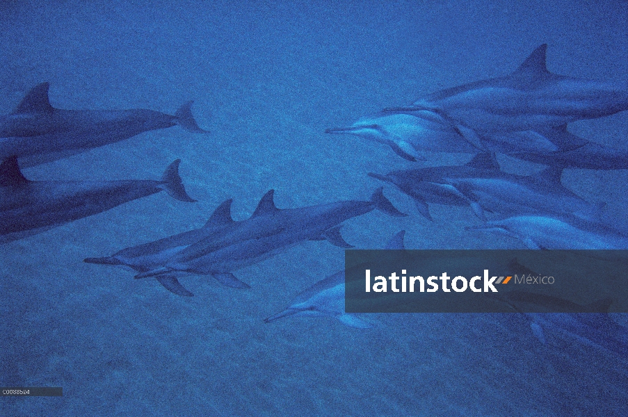 Vaina del hilandero delfines (Stenella longirostris), Hawaii