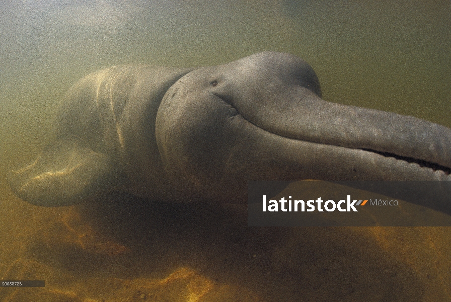 Delfín de Río Amazonas (Inia geoffrensis) rescatado de secado acequia el río Orinoco, Lago De Prata,