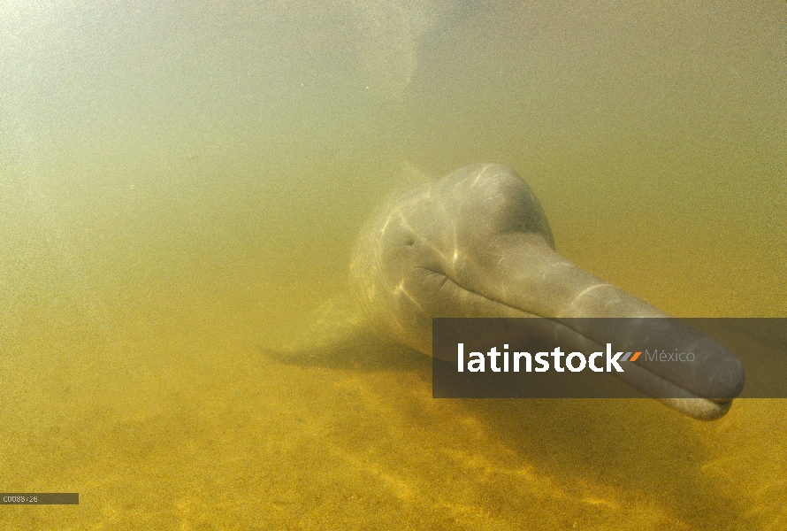 Retrato submarino delfín de Río Amazonas (Inia geoffrensis), Brasil