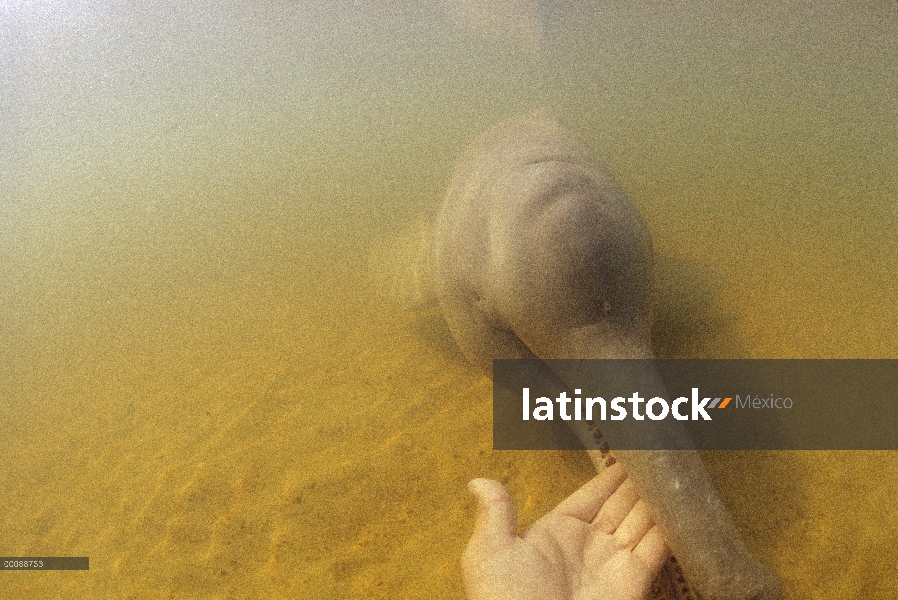 Delfín de Río Amazonas (Inia geoffrensis) del río Amazonas y liberados en lago de plata de 5 hectáre