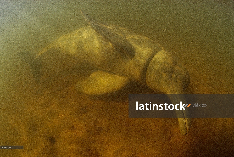 Delfín de Río Amazonas (Inia geoffrensis) rescatado de secado acequia el río Orinoco, Lago De Prata,