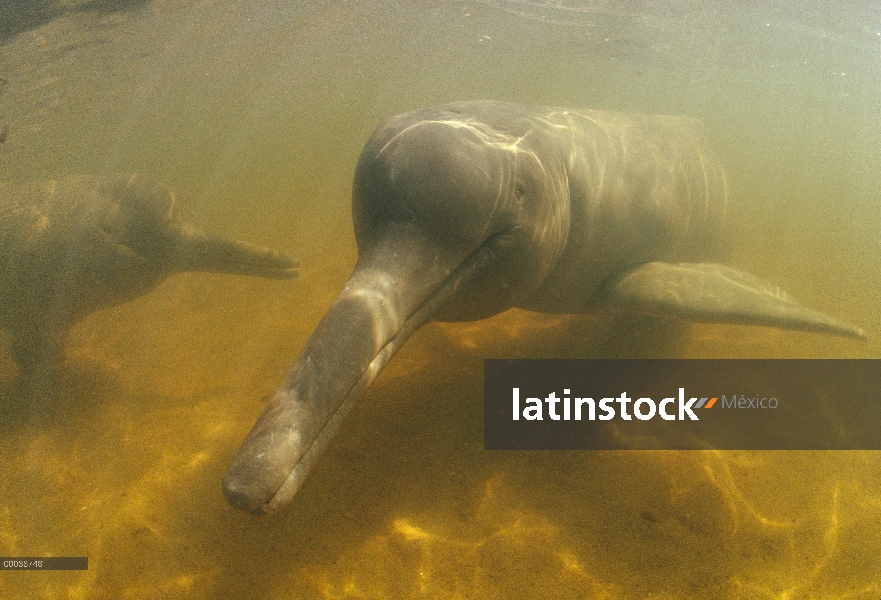 Par de delfines de Río Amazonas (Inia geoffrensis), Brasil