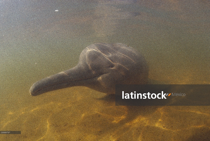 Retrato submarino delfín de Río Amazonas (Inia geoffrensis), Brasil