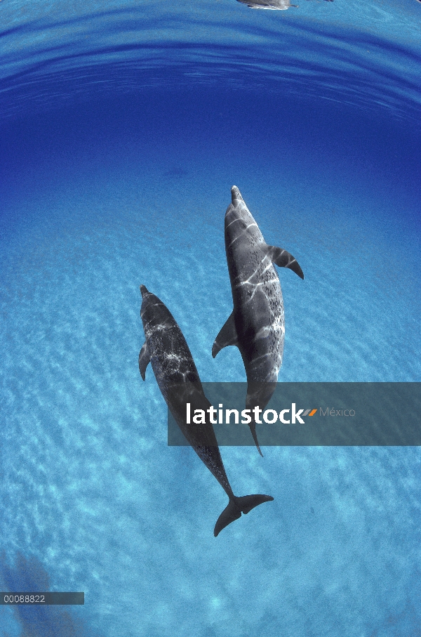 Par de delfín manchado Atlántico (frontalis de Stenella) bajo el agua, Bahamas