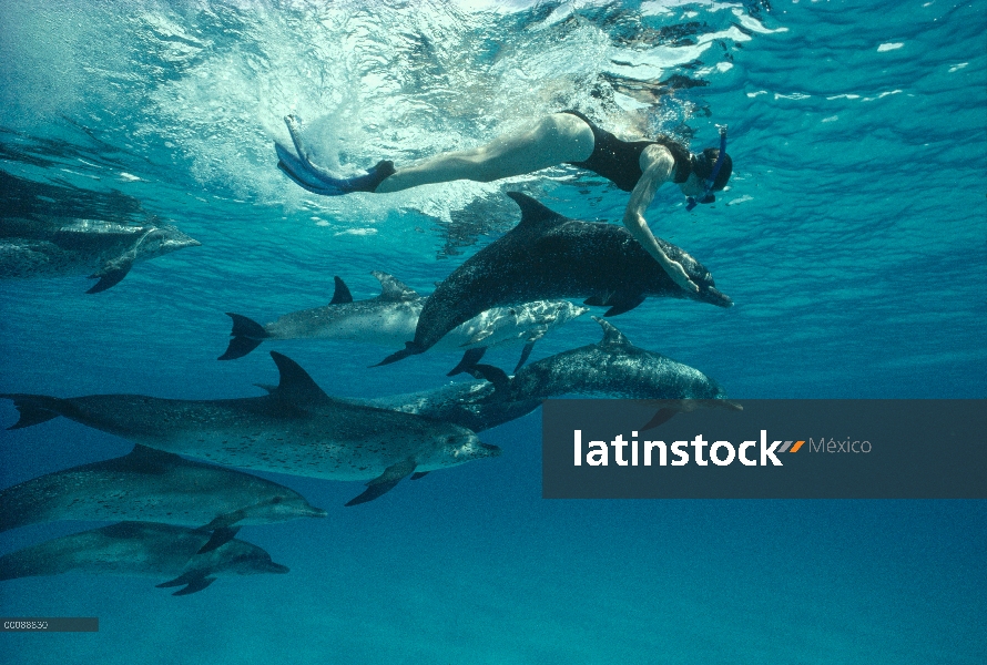 Pod de delfín manchado Atlántico (frontalis de Stenella) con hembra snorkeler, Bahamas