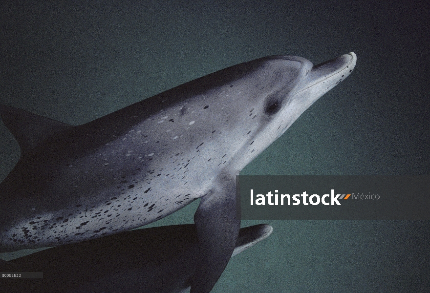 Delfín manchado Atlántico (frontalis de Stenella) dos submarinos, Hawaii