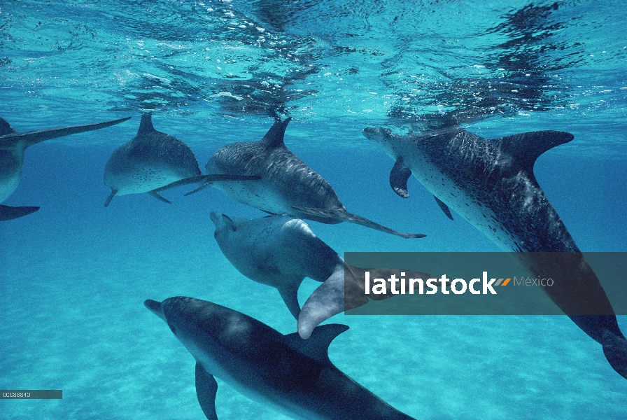 Delfín manchado Atlántico (frontalis de Stenella) apareamiento, Bahamas