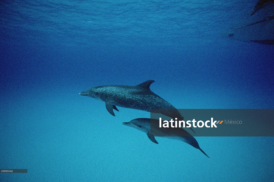 Delfín manchado Atlántico (frontalis de Stenella) y becerro, Bahamas