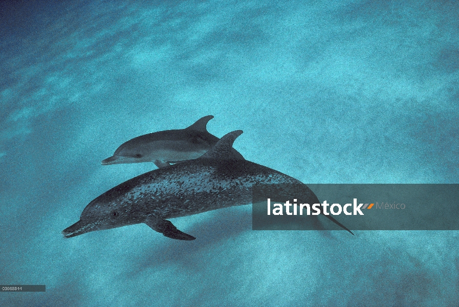 Par de delfín manchado Atlántico (frontalis de Stenella) bajo el agua, Bahamas