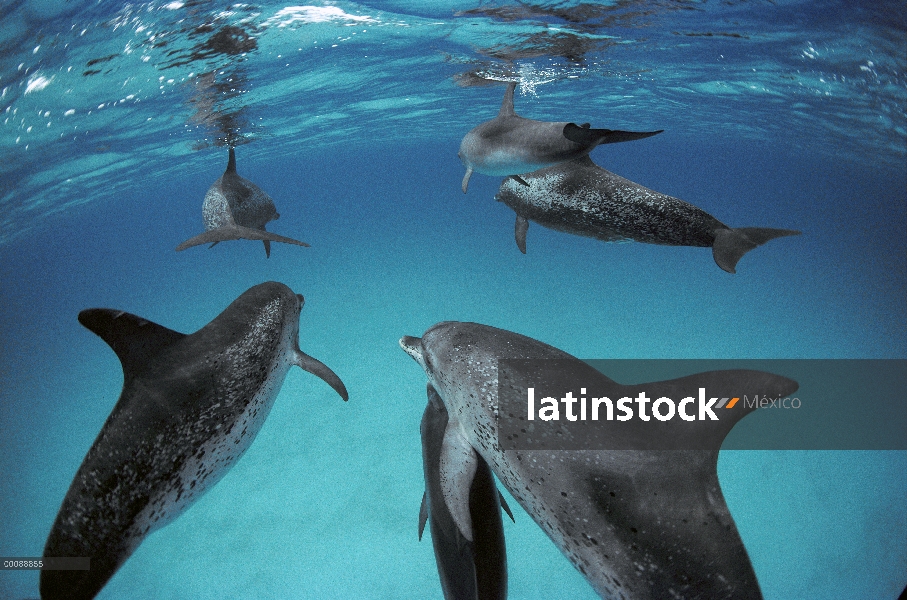 Grupo de delfín manchado Atlántico (frontalis de Stenella) de los adultos con manchas pronunciadas y