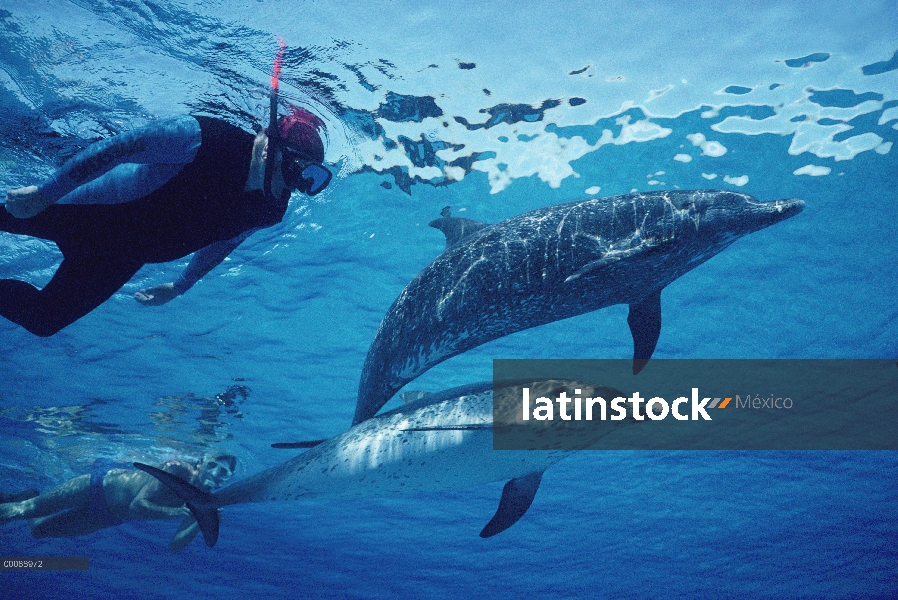 Trío de delfín manchado Atlántico (frontalis de Stenella) con buceador, Bahamas