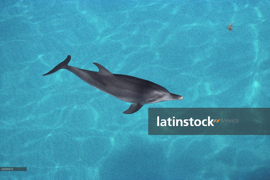 Juvenil de delfín manchado Atlántico (frontalis de Stenella), Bahamas